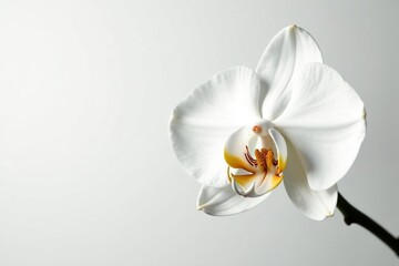 Wall Mural - Delicate white orchid blossom on pure white background, macro, blossom, botanical illustration