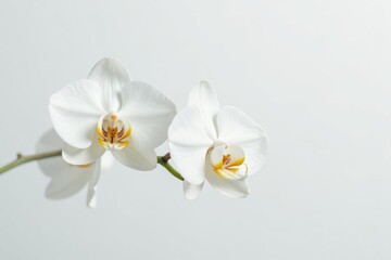 Wall Mural - Delicate white orchid blossom against pure white backdrop, fresh, photography, isolated