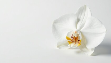 Wall Mural - Delicate white orchid blossom on pure white background, design, petal, wedding