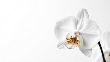 Wall Mural - Delicate white orchid blossom against pure white background , photography, fragrance, closeup