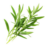 Fresh Green Tarragon Sprig Isolated on a Black Background for Culinary Use
