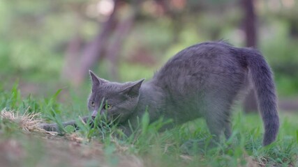 Wall Mural - cat on the garden