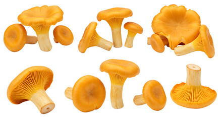 A vibrant display of fresh golden chanterelle mushrooms arranged artistically on a white background, ideal for culinary use