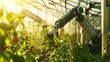 © Intach - High-tech robotic arms harvest vegetables in a sunlit greenhouse, illustrating innovative automated agricultural technology and eco-friendly solutions
