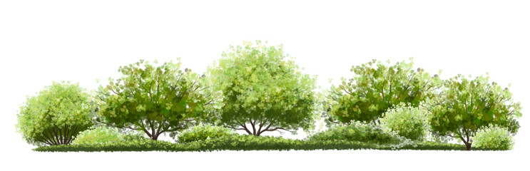 Wall Mural - vector watercolor green tree or forest side view isolated on white background for landscape and arch