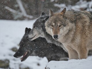  a pack of timberwolf in snow