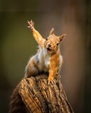 A cheerful squirrel stands on a mossy log, raising its paw in a friendly wave. The glow of sunlight filters through the trees, creating a whimsical atmosphere in the forest.