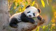 © Andi - Adorable panda cub rests peacefully on a tree branch.