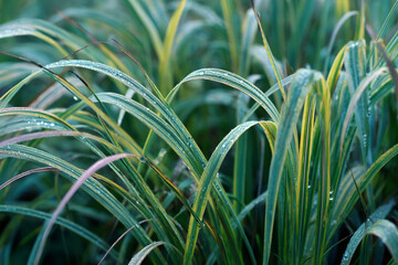 Poster - Close-up of dew-covered grass blades, showcasing vibrant green and yellow stripes, creating a fresh and natural texture ideal for nature or spring themes
