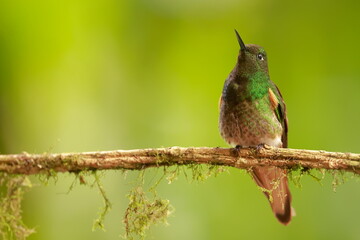 Wall Mural - Buff-tailed coronet (Boissonneaua flavescens) Ecuador