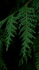 vertical video of closeup thuja tree branches. matte green foliage forms flat sprays with scale-like
