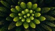 © roni - Aerial perspective, pristine evergreen canopy showcasing nature's symmetry