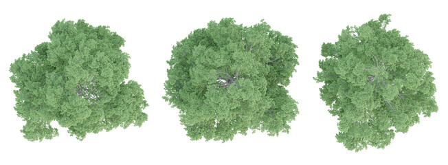 Wall Mural - Top view 3d render of ulmus minor trees on transparent background, png plant illustration.