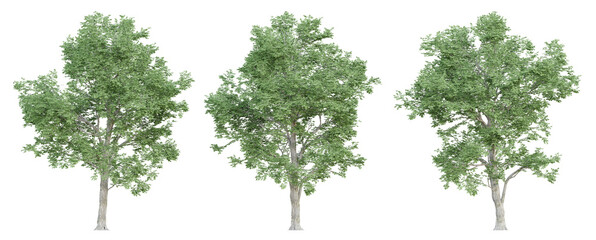 Wall Mural - 3d ulmus minor trees on transparent background, png plant.