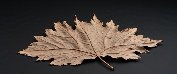 Fototapete - Dried Oak Leaf Lying on Black Background Still Life