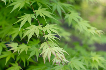 Wall Mural - Palmate maple, Japanese maple, smooth Japanese maple or acer palmatum branches in the spring.
