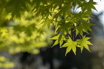 Wall Mural - Japanese maple, palmate maple, smooth Japanese maple or acer palmatum bright green leaves in the back lit.