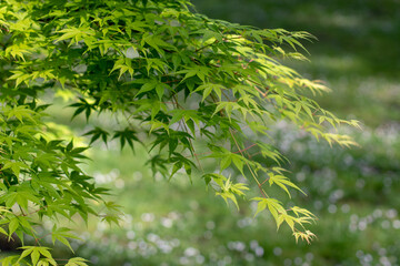 Wall Mural - Japanese maple, palmate maple, smooth Japanese maple or acer palmatum branches with green spring leaves.