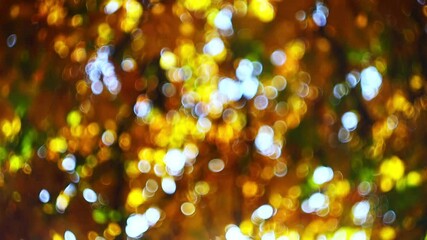 Wall Mural - a static video of a blurred abstract natural background with defocal foliage of trees against a blue