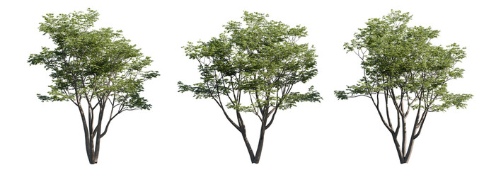 cutout acer palmatum tree. a detailed summer-view japanese maple tree with full green canopy, perfec