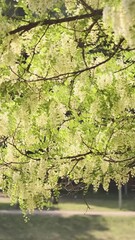 Wall Mural - vertical video, blooming branch of white acacia in green leaves in city spring park under bright sun