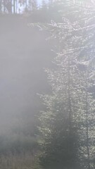 Wall Mural - vertical video, fresh spruce forest in morning raindrops. sun light rays break through fir branches.