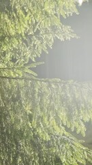 Wall Mural - vertical video, green forest under rain in morning sunlight. raindrops fall of branches in bright su