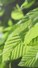 Wall Mural - vertical video, green leaves sway in strong wind under morning sunlight, close up. green forest abst