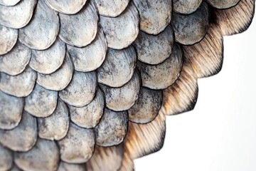 Aufkleber - Close-up view of intricately detailed fish scales showing texture and color variations in natural light