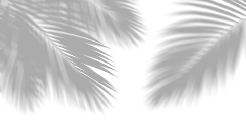 Wall Mural - tropics soft shadow palm leafs isolated on transparent backgrounds 3d rendering