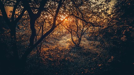 Poster - Picturesque forest with the sun setting behind the tall trees creating a beautiful glow and captivating shadows on the forest floor