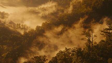 Poster - Majestic forest with a plane flying overhead as the sun sets behind the trees creating a dynamic contrast and beautiful atmospheric view