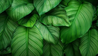 Vibrant tropical plants with large glossy leaves, overlapping to form a textured green background.