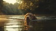 © Shobakh - A golden retriever dog swims in a lake with a stick