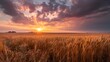 © Rony - Golden wheat field glowing at sunset under dramatic clouds — a peaceful rural landscape