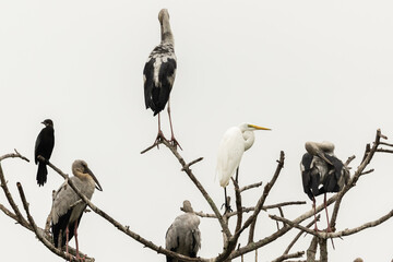 great egret, cormorant and asian openbills standing on branches dry tree isolate on white background