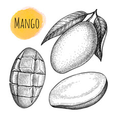 Wall Mural - mango ink sketch
