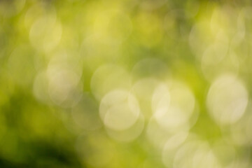 Wall Mural - the image is a blurry green background with many small circles