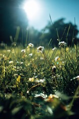 Poster - Sunlit meadow with vibrant green grass and delicate white flowers under clear blue sky : Generative AI