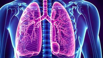 Poster - Human respiratory system anatomy visualized in detailed 4k representation showcasing lungs and bronchi with vibrant colors and intricate structures for educational purposes