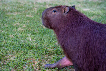 capybaras in the park