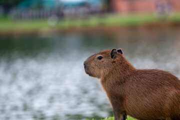 capybaras in the park