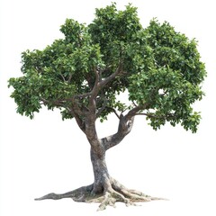 Wall Mural - a tree with roots illustration sprawling sycamore.