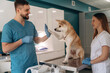 © standret - High five gesture. Veterinarians are with Akita Inu dog in clinic