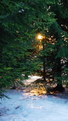 Wall Mural - Golden sun peaking through the fir tree branches with snow covered ground in winter sunset. Vertical video of evergreen forest.