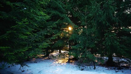 Wall Mural - Golden winter sunset through snow covered ground and fir trees in tranquil evergreen forest.