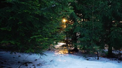 Wall Mural - Golden sun peaking through the fir tree branches with snow covered ground in winter sunset. Evergreen forest.