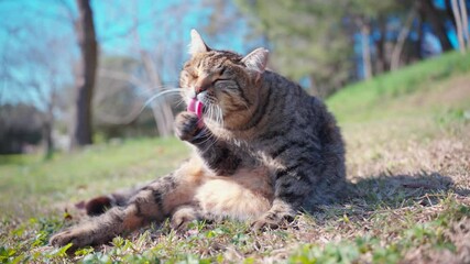 Wall Mural - a tabby cat in the garden is licking and cleaning its fur