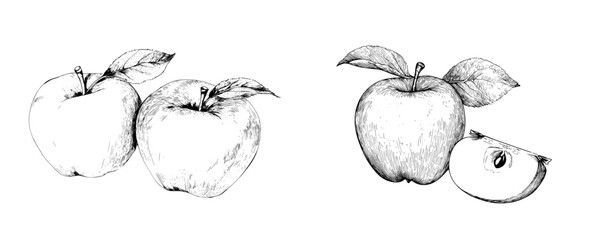 Poster - Vector illustration of apples showcasing different perspectives and a cut fruit with detailed line work