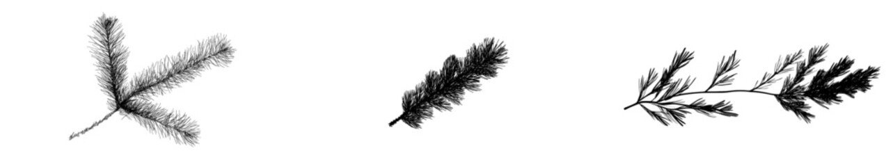 Detailed vector illustration of evergreen branches showcasing intricate leaf structures and natural forms